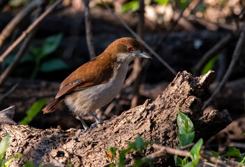  Female Chororo on a tree