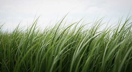 Fototapeta premium Green grass gently sways in soft light breeze. AI Generated
