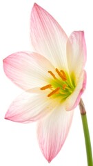 Fototapeta premium Delicate pink flower close-up (1)