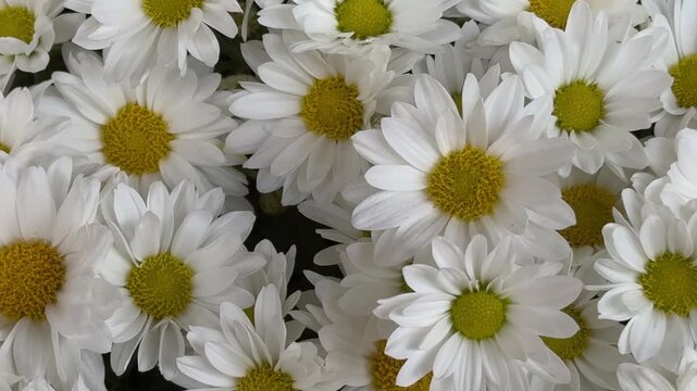 Beautiful natural white daisys flowers.
