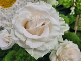 Rosa y blanco al natural