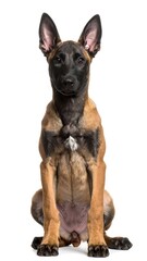 Obraz premium Young Belgian Malinois puppy