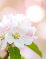 Delicate spring blossoms (1)