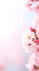 Delicate spring blossoms (3)