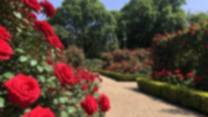 blurry image of outdoor garden filled with red rose plants along the garden path, blur rose wallpaper.