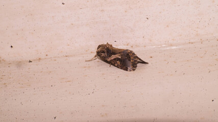 A photograph of the Spodoptera litura, commonly known as the Oriental Leafworm Moth or Tobacco Cutworm Moth.