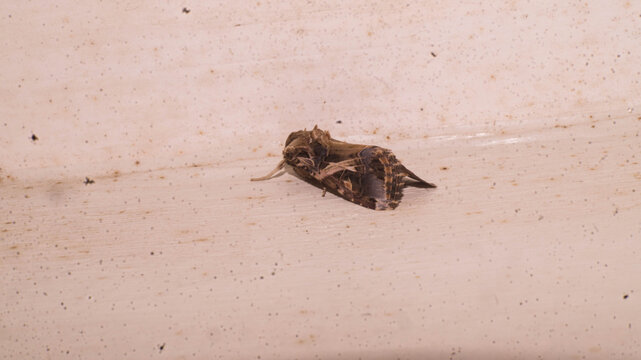 A photograph of the Spodoptera litura, commonly known as the Oriental Leafworm Moth or Tobacco Cutworm Moth.