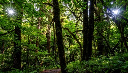 Fototapeta premium Lush forest canopy with sunlight filtering through
