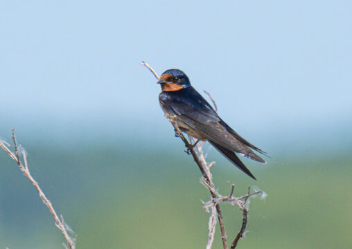 Barn swallow perched on the branch