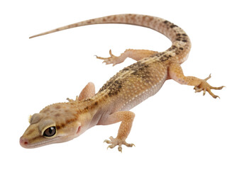 Naklejka premium lizard on white