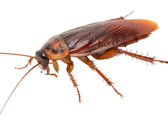 cockroach on white background