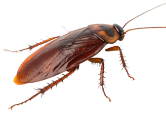 cockroach on white