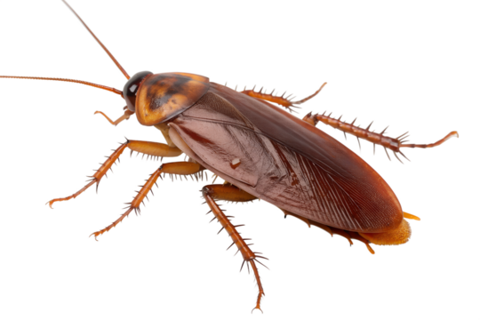 cockroach on white background