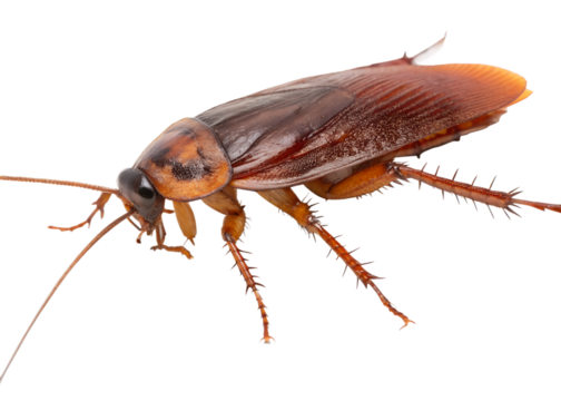cockroach on white background
