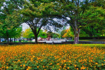早秋の日本の公園ではキバナコスモスが咲き秋の来たことを教えてくれます
