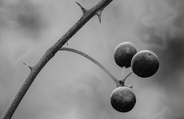 close-up of a thorny branch with three dark berries, showing detailed textures against a softly...
