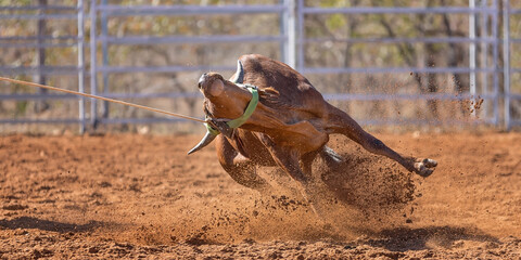 Australian Team Calf Roping Rodeo Event