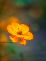 早秋の日本の公園ではキバナコスモスが咲き秋の来たことを教えてくれます