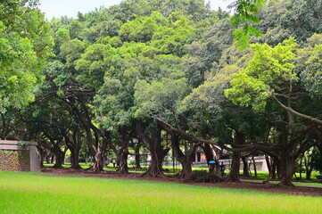 Dense banyan tree forest showcasing distinctive aerial roots hanging from branches that develop...