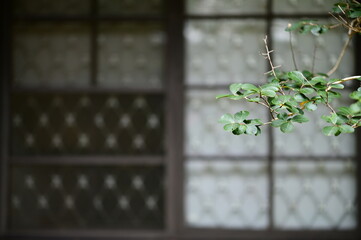 Hedera ivy plant in sharp focus positioned by window with diamond-patterned glass creating blurred...