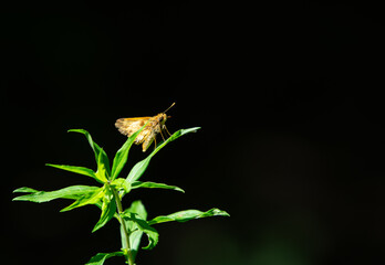 A small Pecks skipper butterfly, Polites peckius, perched on a weed with an empty black background
