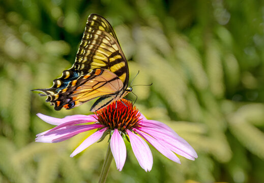 Eastern tiger swallowtail butterfly, Papilio glaucus, on a purple coneflower