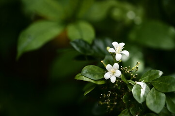Close-up of fragrant white Orange Jasmine (Murraya paniculata) flowers blooming in green foliage....