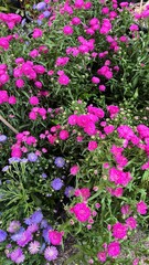 Close up of Purple margaret flower garden, Purple margaret flower blossom field close up, nature background,Margaret flower field and sky ,Close up margaret field and blue sky background