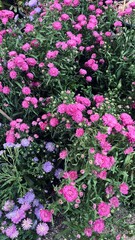 Close up of Purple margaret flower garden, Purple margaret flower blossom field close up, nature...
