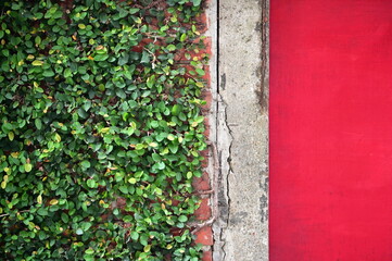 Dense ivy climbing plants covering building wall contrasting with red brick surface. Weathered...