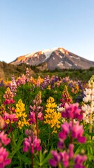 Fototapeta premium Colorful lupine flowers bloom in a meadow before a snow-capped mountain