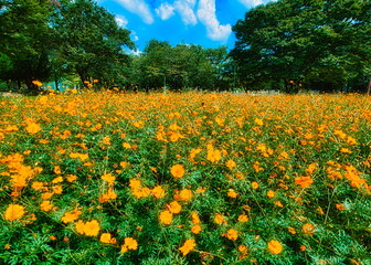 早秋の日本の公園ではキバナコスモスが咲き秋の来たことを教えてくれます