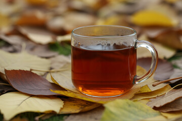 Hot cup of tea on a bed of fallen autumn leaves drink