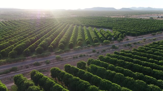 Drone shot of the sunset over pecan groves in Sahuarita, Arizona