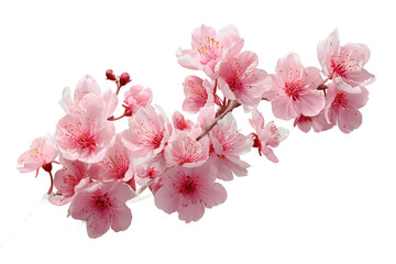 Beautiful pink cherry blossoms are vividly displayed, showcasing their intricate petals and vibrant center. This floral arrangement captures the essence of springtime