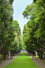 Taiwan - Aug 10, 2025: Liberal Arts Avenue at Tunghai University featuring tree-lined boulevard connecting colleges. Famous campus landmark in 133-hectare forest campus established 1955.