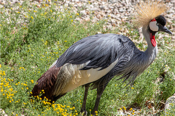 African Crowned Crane