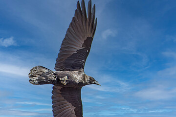 Chihuahuan Raven