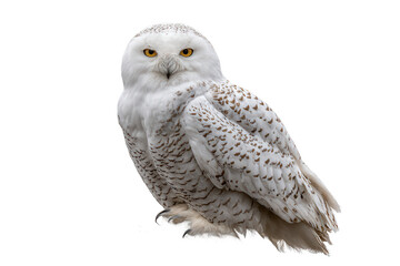 Snowy owl stands majestically, highlighting its beautiful white feathers and characteristic markings. The intense yellow eyes reveal a keen awareness of its surroundings