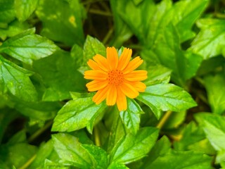 Brilliant orange zinnia blossom amidst a vibrant backdrop of rich green foliage in high resolution photo