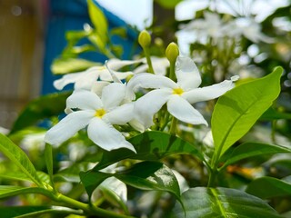 Close up depicts a group of white crape jasmine flower with lush green leaves