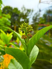 Close up reveals tiny ixora buds sprouting within lush, vibrant green leaves