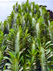 Close up view shows euphorbia antiqueira plant growing vertically with bright green leaves
