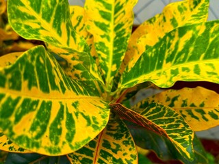 Close view showing croton plant leaves with green and golden yellow color variations in high resolution photo