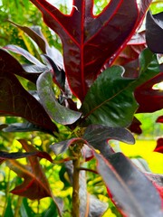 Croton plant leaves display vibrant burgundy, red, and deep green colors under the sun's natural light