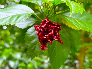 Deep red hibiscus flower blossoms beautifully amidst the fresh green foliage in this high resolution photo