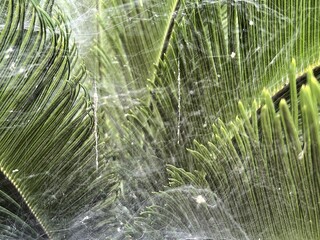 Delicate spiderwebs glisten over lush green palm fronds in a natural, sunlit outdoor setting
