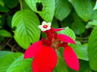 Dona luz high resolution displays red bracts and a white flower among green leaves