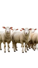Fototapeta premium Flock of sheep against white