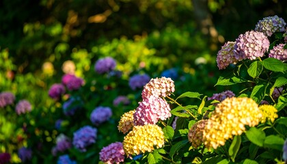 Vibrant hydrangea blossoms in garden